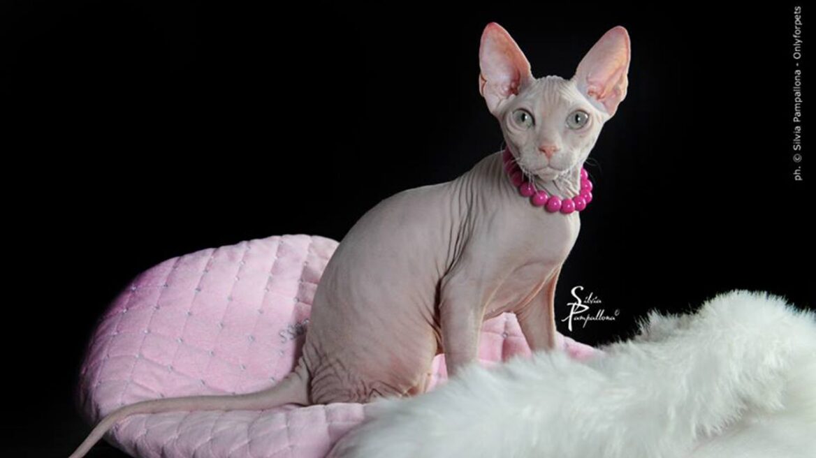Η ξεχωριστή γάτα Donskoy Sphynx