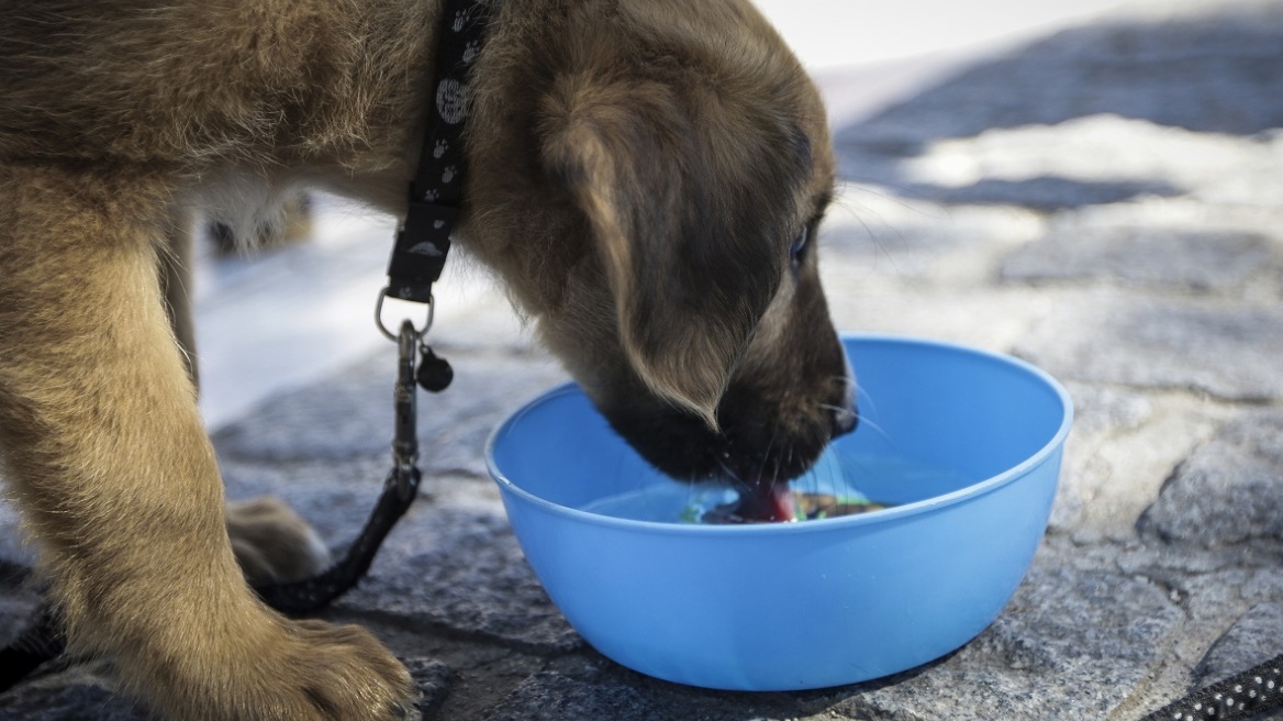 Ιεράπετρα: Άφησε τον σκύλο του να πεθάνει από ασιτία!