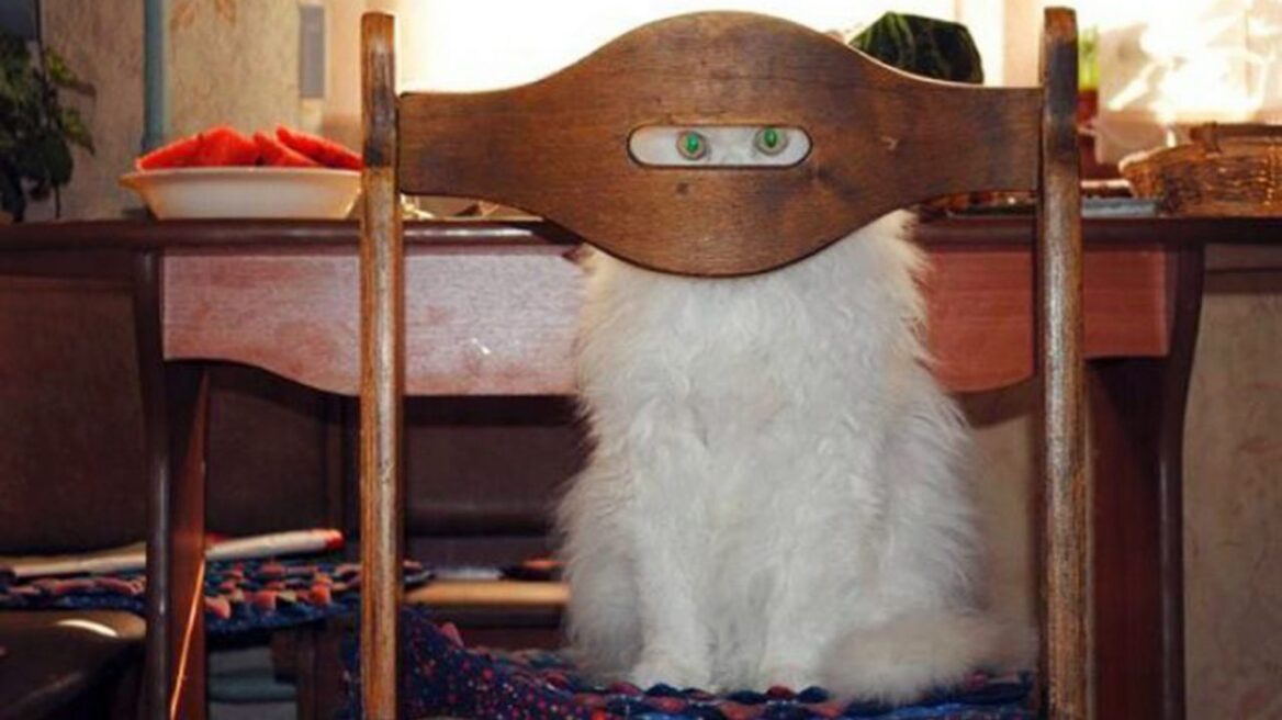 Φωτογραφίζοντας τη γάτα!