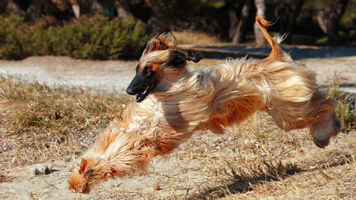 Λαγωνικός του Αφγανιστάν: Ο αριστοκράτης με τα μεγάλα πέλματα
