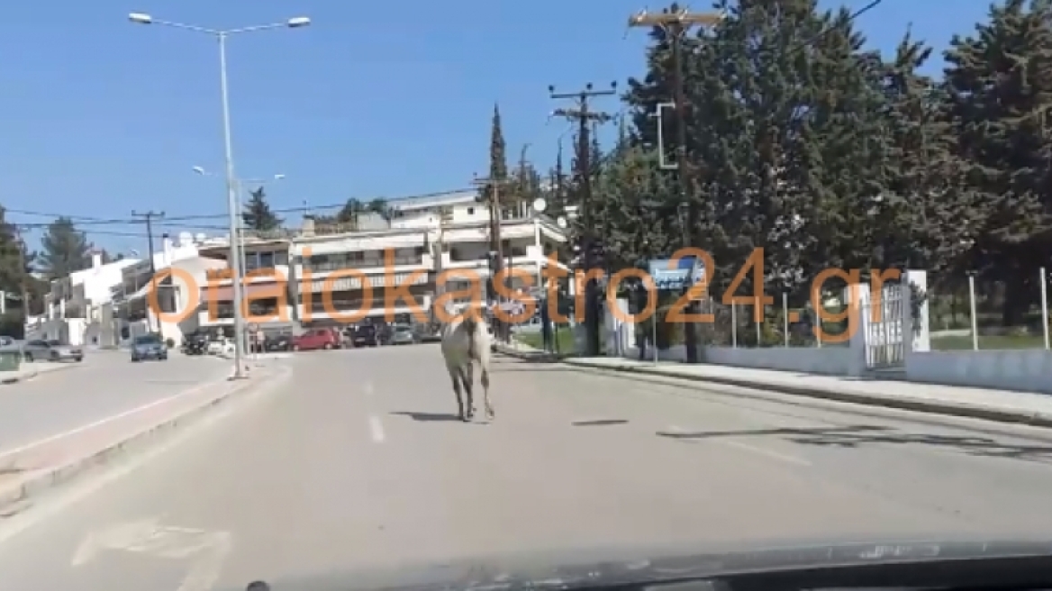 Άλογο έκοβε βόλτες στη Θεσσαλονίκη! Δείτε βίντεο 