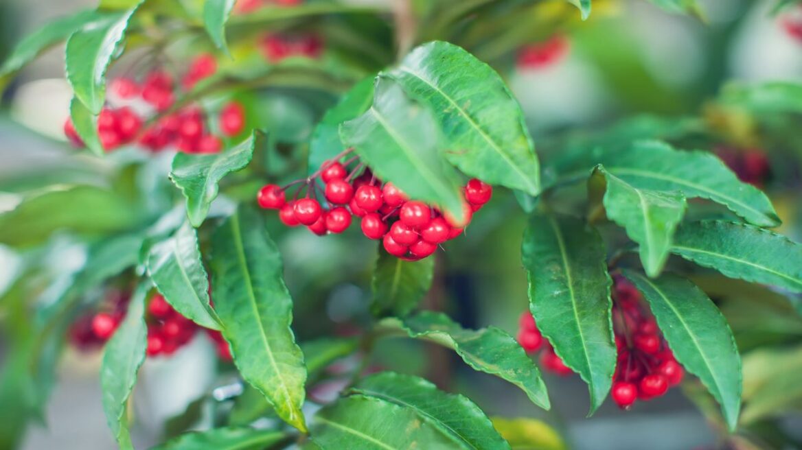 Αυτό το φυτό σταματά το επιθετικό οφθαλμικό μελάνωμα