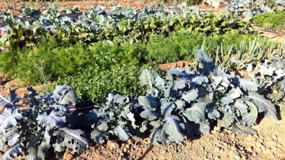 Πάνω από 2500 πολίτες έχουν καλλιεργήσει λαχανικά στους Λαχανόκηπους του ΑΠΘ