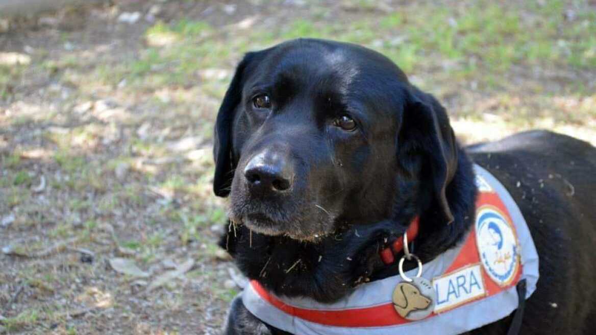 Πέθανε η Λάρα, ο πρώτος σκύλος - οδηγός τυφλών στην Ελλάδα