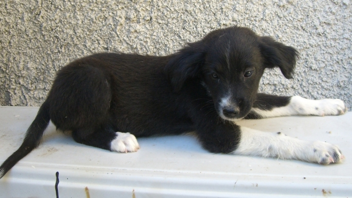 Έρευνα: Τα σκυλιά οσμίζονται την επιληψία 