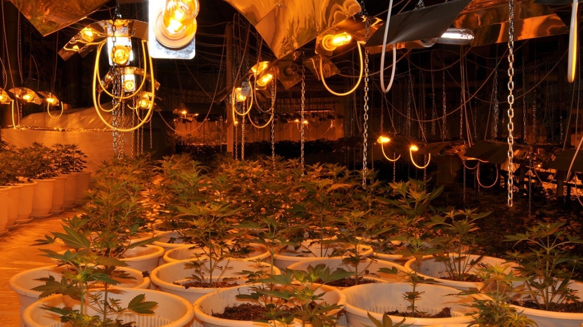 Μεσσήνη: 59χρονος καλλιεργούσε χασισόδεντρα στο μπαλκόνι του