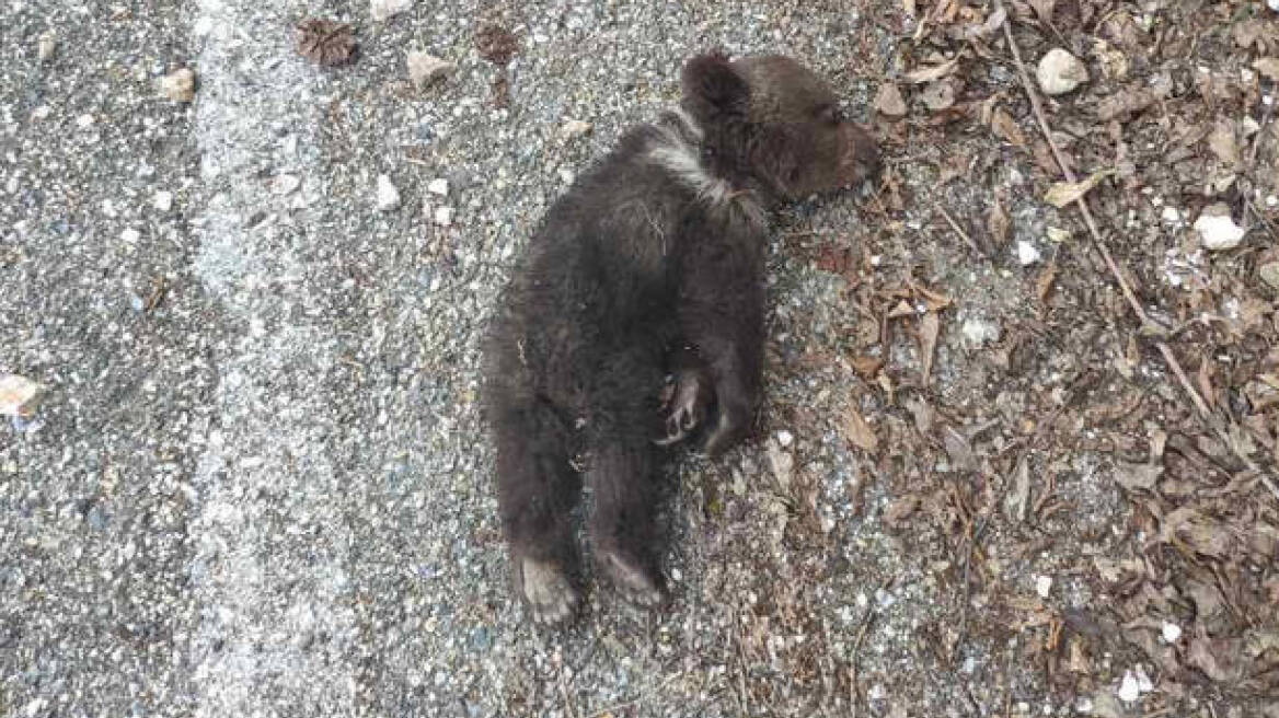 Μωρό αρκουδάκι καταπλακώθηκε από βράχια στα Γρεβενά!