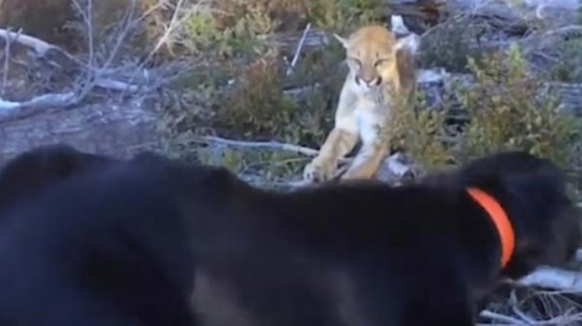 Σκύλος ρισκάρει τη ζωή του και τα βάζει με ένα κούγκαρ για να προστατέψει το αφεντικό του 