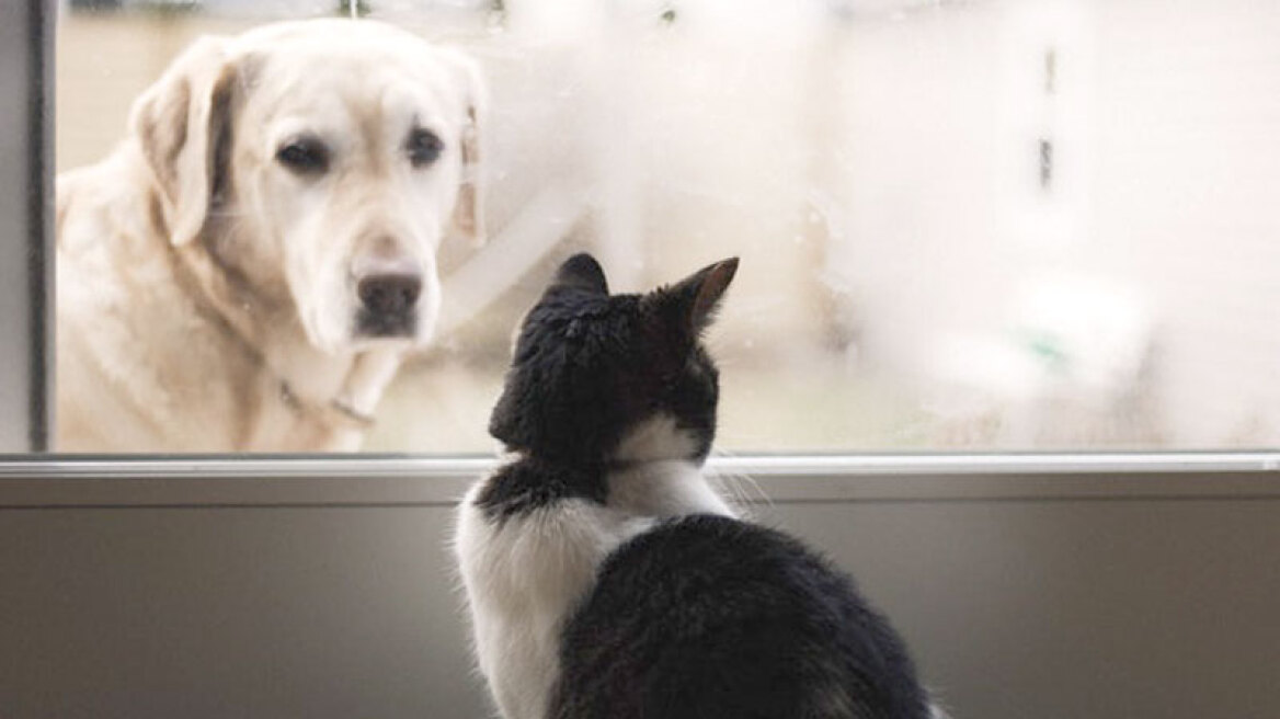 Σκύλο ή γάτα; Τι προτιμούν οι Έλληνες