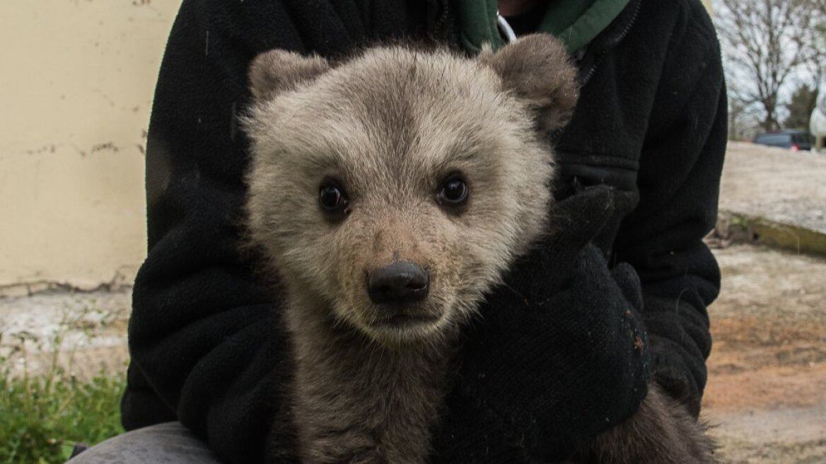 Στην αγκαλιά του Αρκτούρου τα δύο ορφανά αρκουδάκια, Μπράντλεϊ και Κούπερ