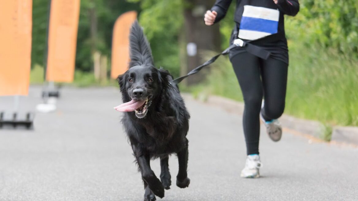 Να ένας σοβαρός λόγος για να έχετε σκύλο