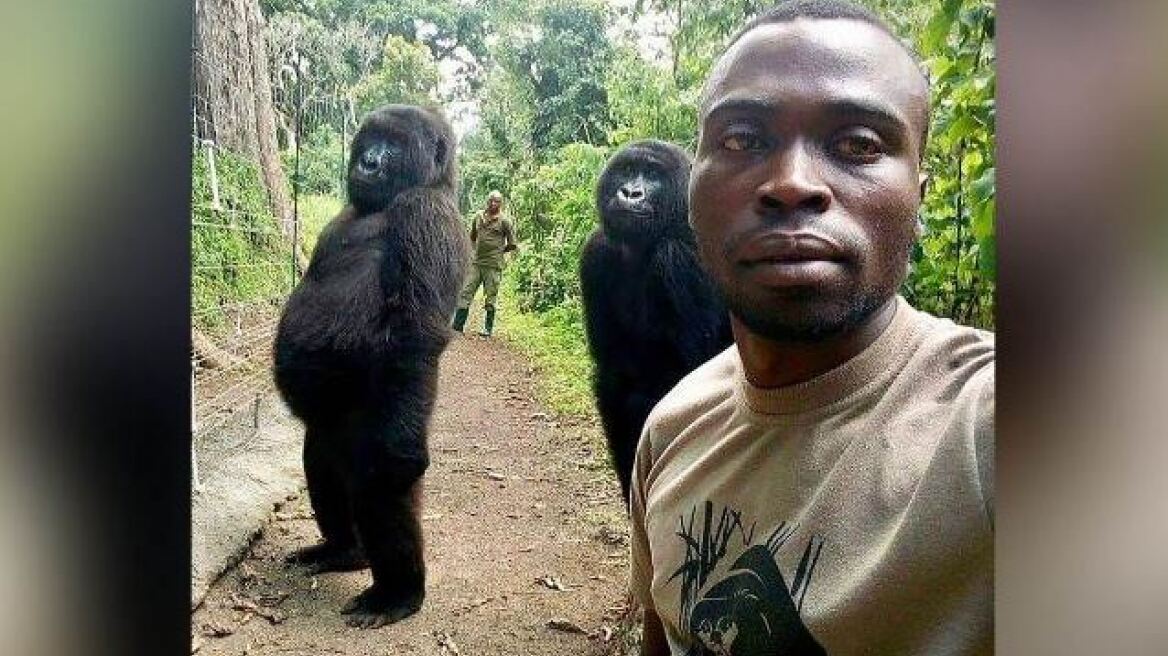 Επική σέλφι στο Κογκό με... δύο γορίλες! 