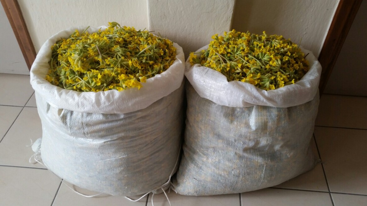 Αλβανοί ξερίζωναν σπάνια βότανα σε δάσος της Καστοριάς