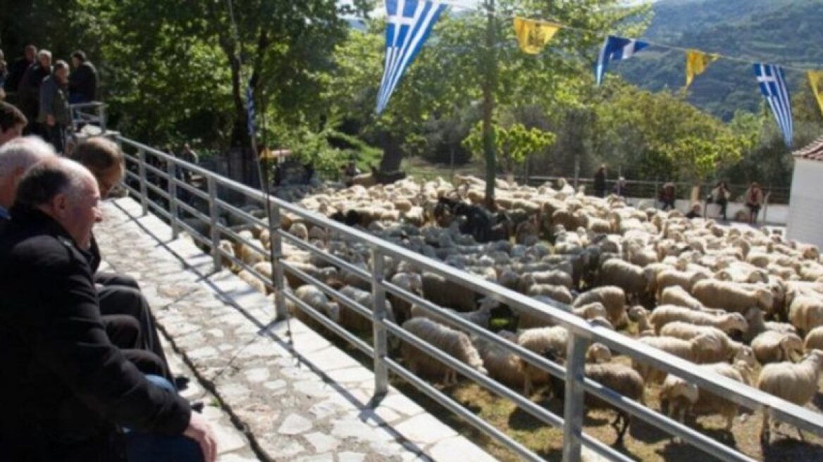 Κρήτη: Αναβίωσε το έθιμο της ευλογίας των προβάτων