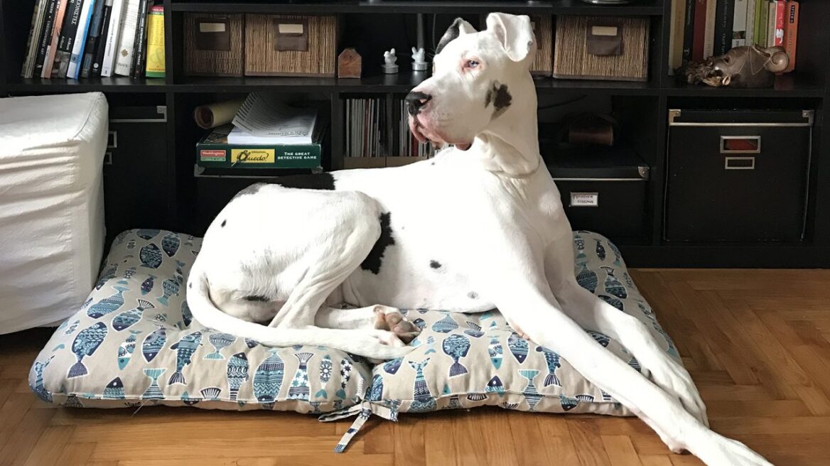 Μπορούν οι μεγαλόσωμοι σκύλοι να ζήσουν σε διαμέρισμα;