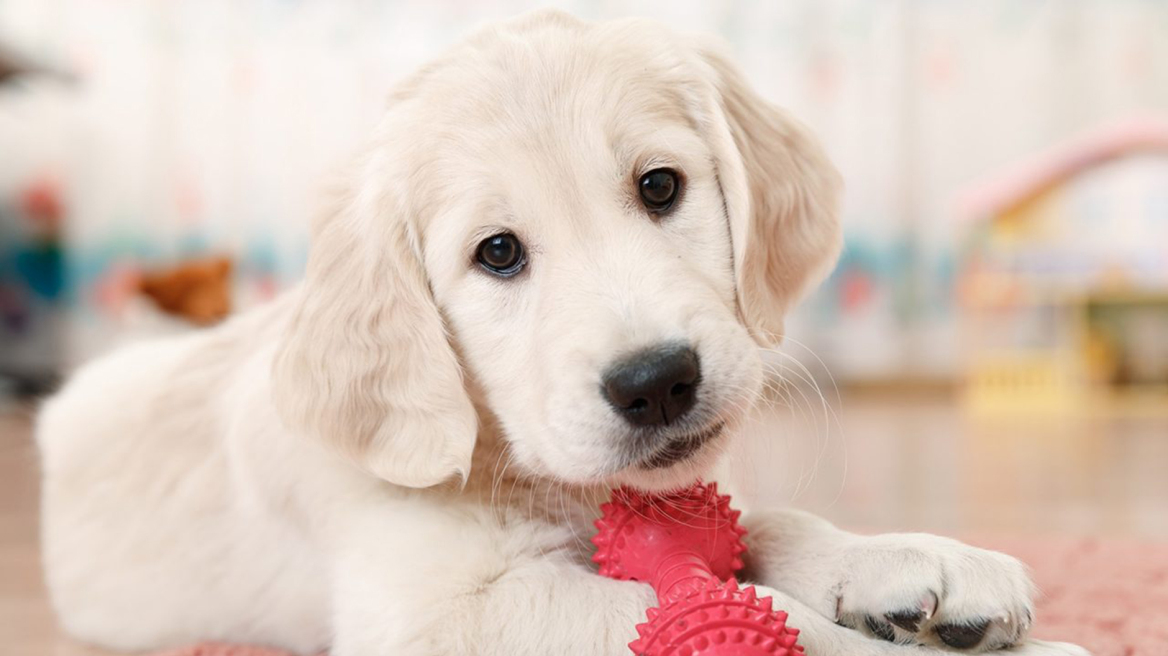 Τα λαμπραντόρ που βοηθούν στην αντιμετώπιση του στρες