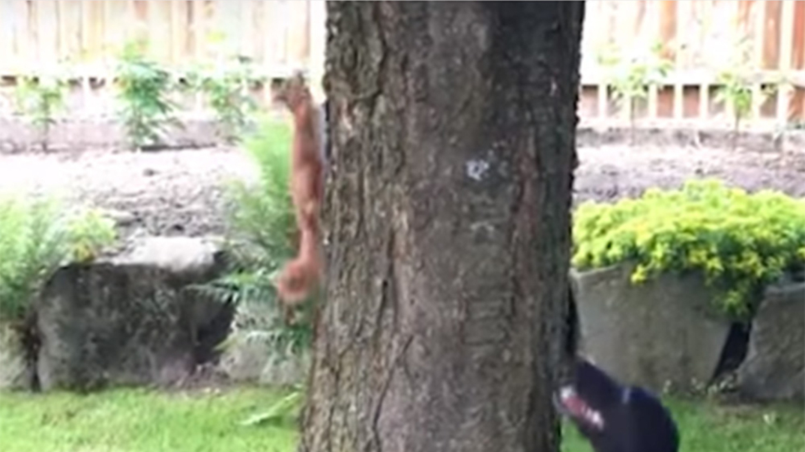 Απίθανο βίντεο με το παιχνίδι ενός σκύλου με ένα σκίουρο