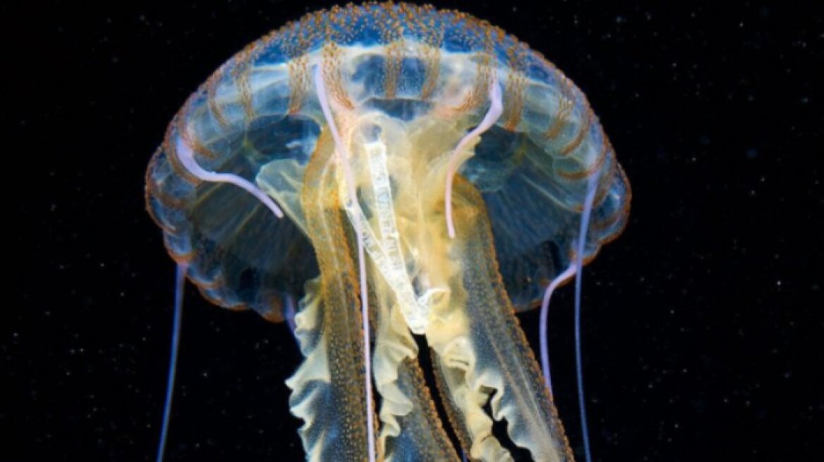 Βρήκαν μέδουσα στη Μεσόγειο με περιτύλιγμα πακέτου τσιγάρων στο εσωτερικό της