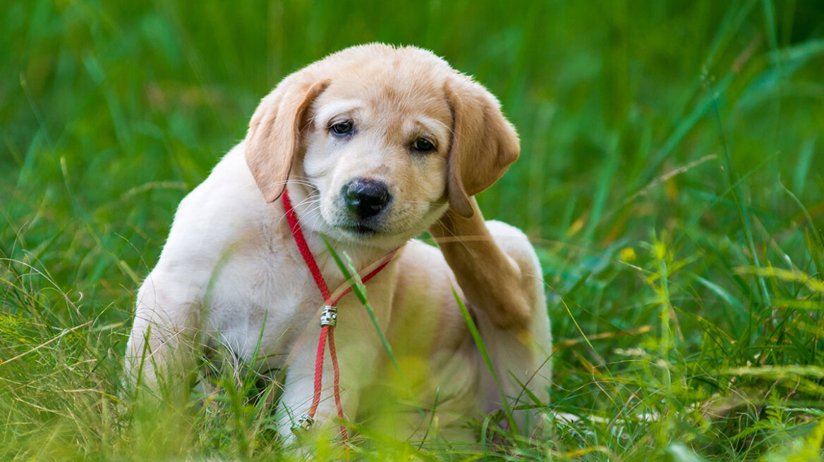 Πώς θα απαλλάξετε τον σκύλο σας από τα επικίνδυνα παράσιτα