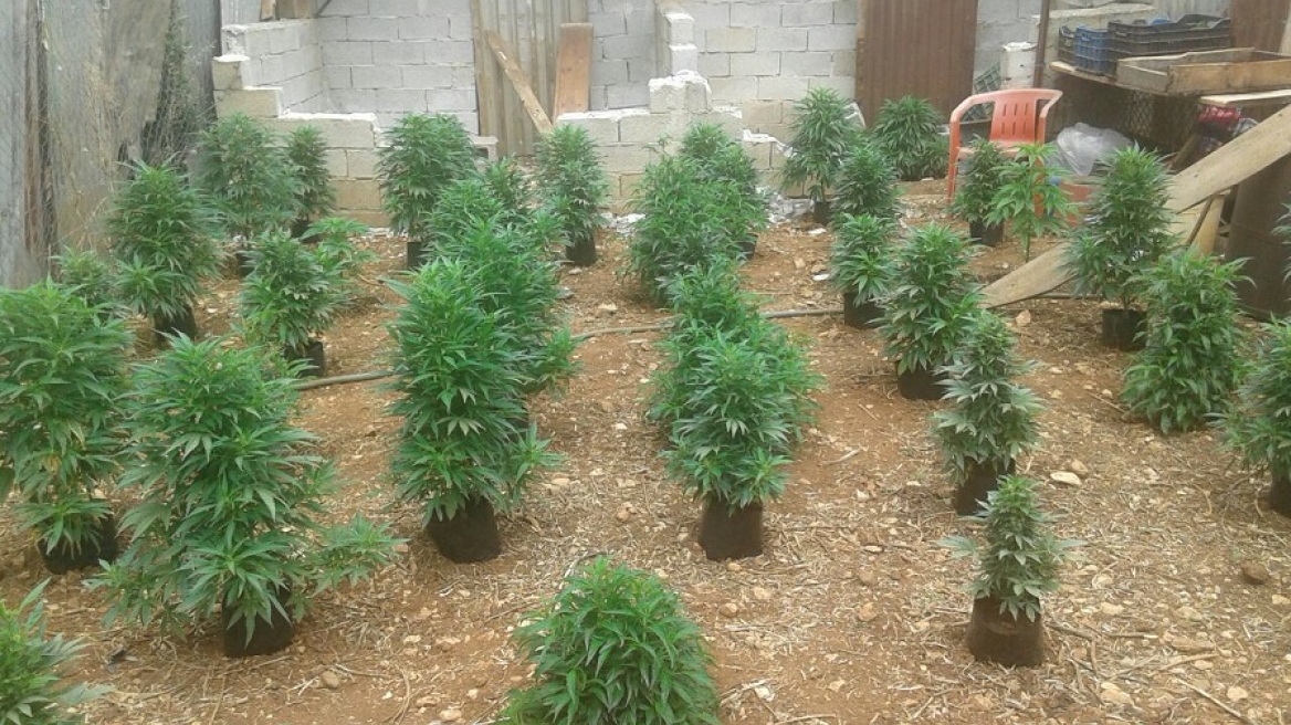 Άργος: Ισοβίτης και δραπέτης φυλακών καλλιεργούσε κάνναβη! 