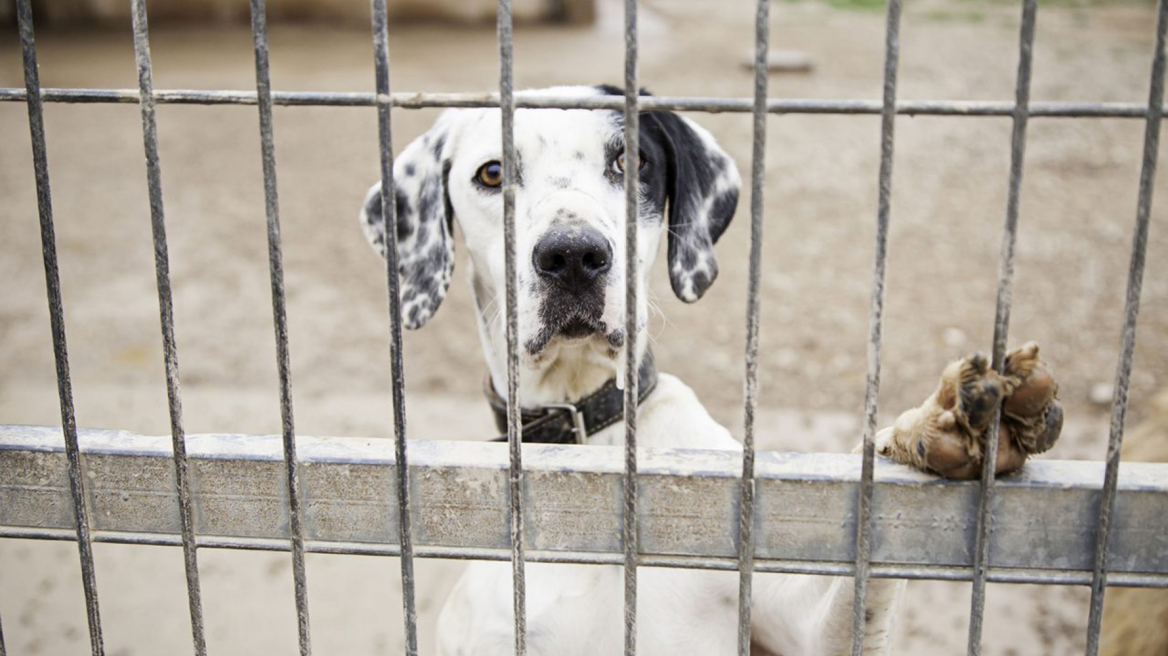 Πώς να διασώσουμε ένα ζώο που ζει κάτω από άθλιες συνθήκες