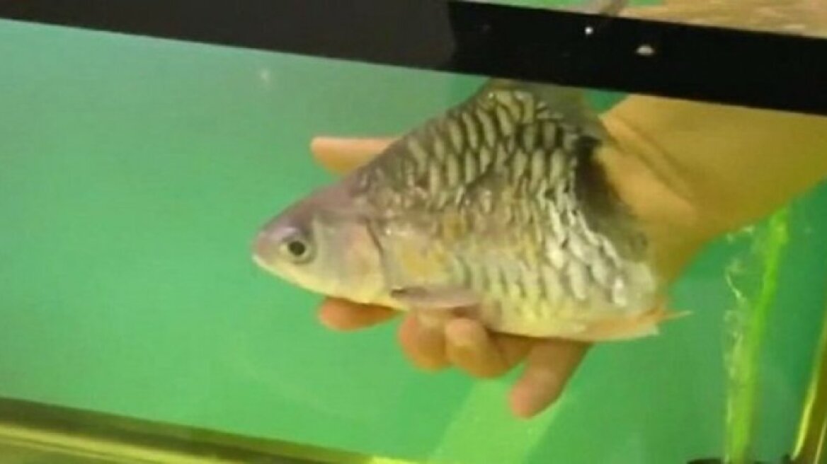 Απίστευτη ιστορία: Μισό ψάρι επιβίωσε για έξι μήνες!