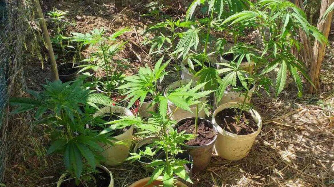 Χανιά: Καλλιεργούσε χασισοφυτεία στο σπίτι του