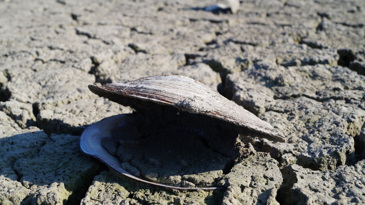 SOS από την «Συμμαχία για το Κλίμα» για κίνδυνο ερημοποίησης στην Ελλάδα