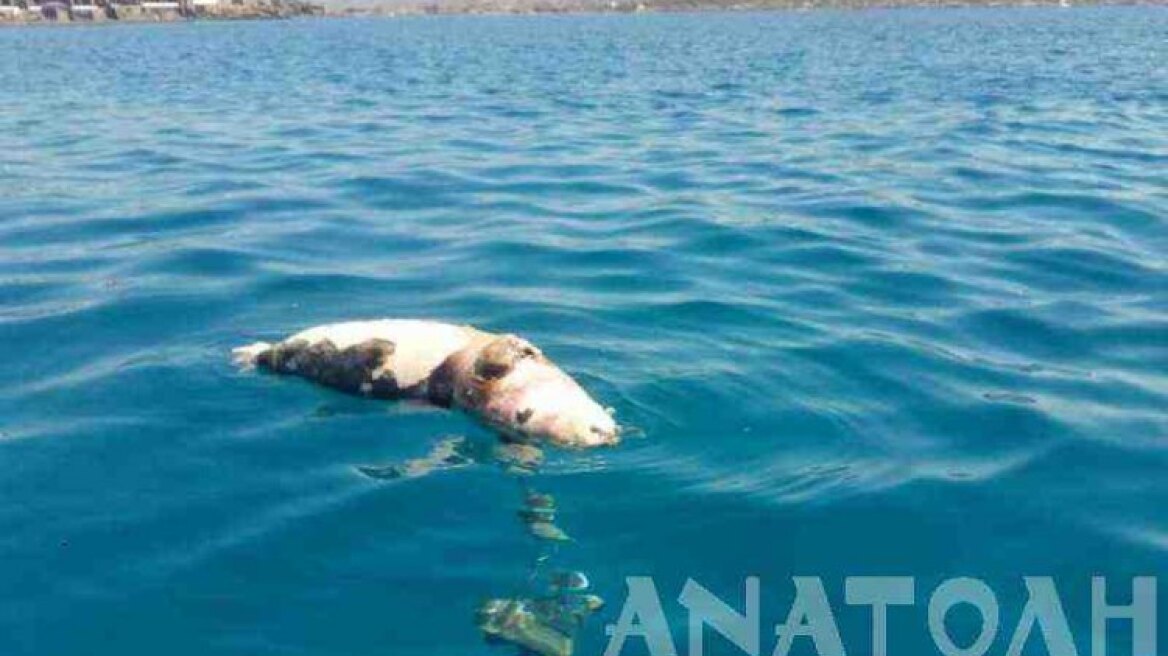 Κρήτη: Σκότωσαν φώκια περνώντας της σχοινί με πέτρες στο λαιμό