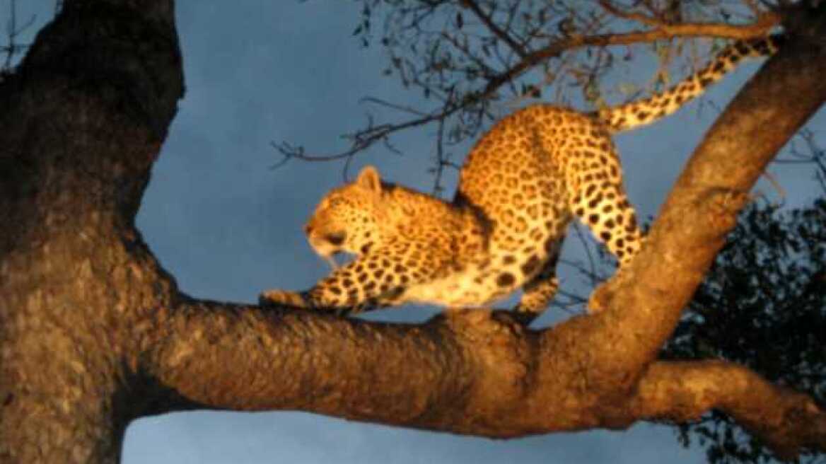 Νότια Αφρική: Λεοπάρδαλη σκότωσε αγοράκι δύο ετών