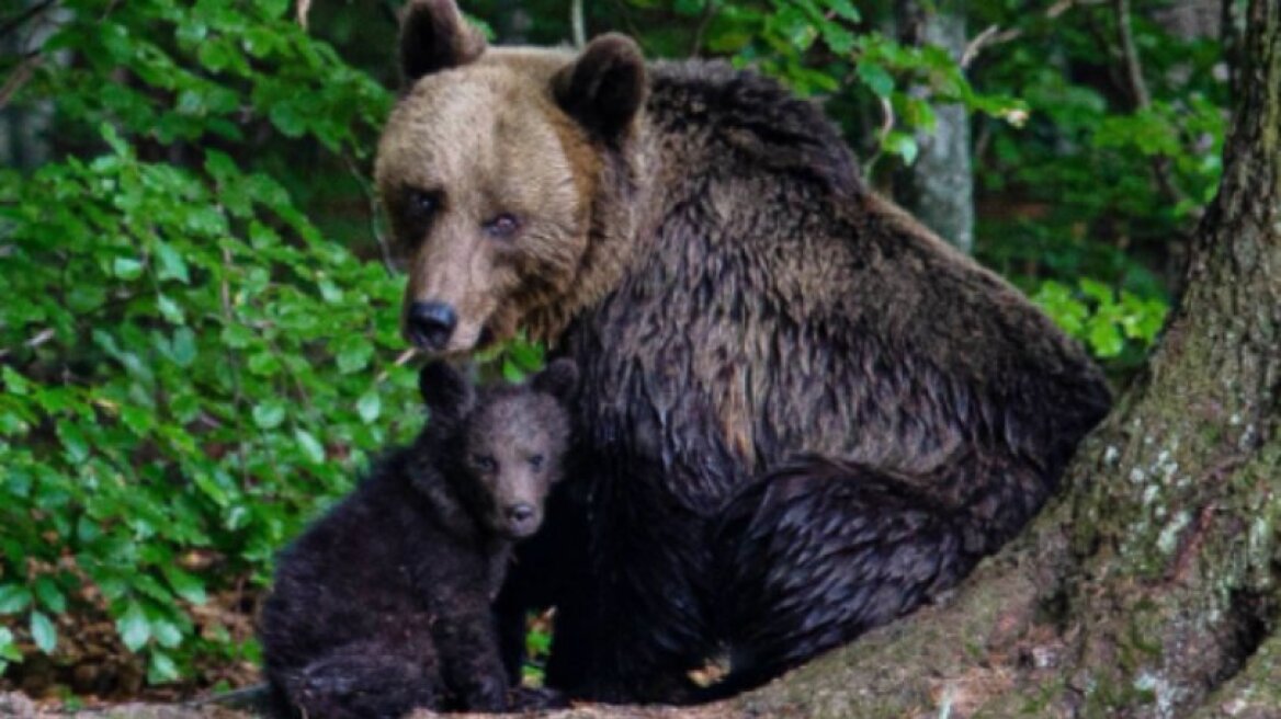 Έδωσε μπουνιά σε αρκούδα που ήθελε να τον κατασπαράξει και σώθηκε
