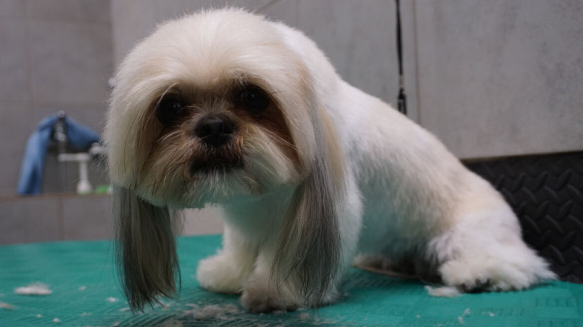 Το σκυλάκι ζεσταίνεται – Να του ξυρίσω τη γούνα;