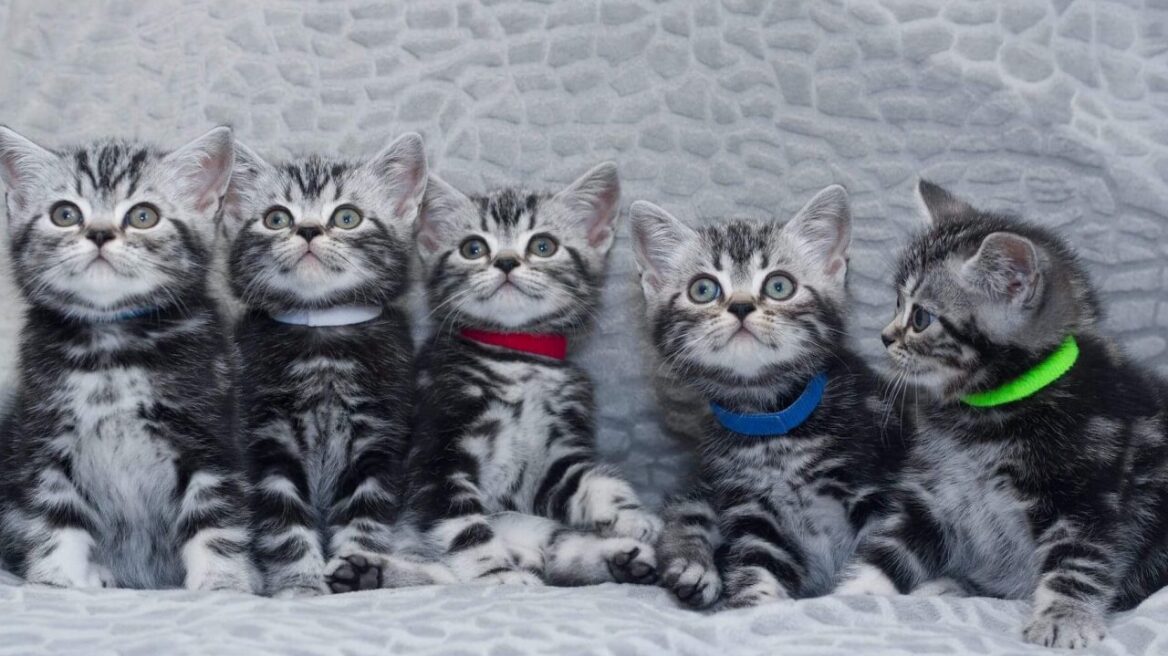 Η γάτα που αποκαλείται Ουΐνστον Τσόρτσιλ των γατών