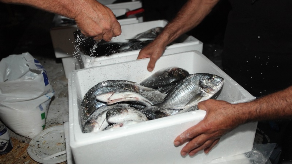 Η Τουρκία «πιέζει» και τα ελληνικά ψάρια - Επεσε η τιμή για τσιπούρα και λαβράκι