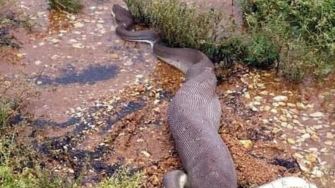 Τρόμος: Πύθωνας καταπίνει τον μεγαλύτερο κροκόδειλο του κόσμου 