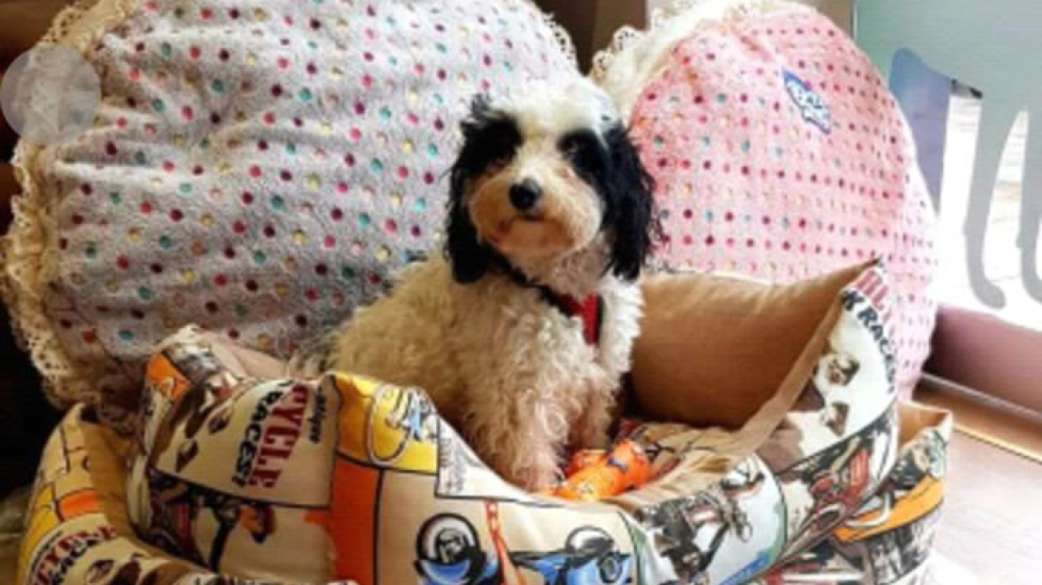 Πόσο έτοιμοι είστε να αποκτήσετε σκύλο;