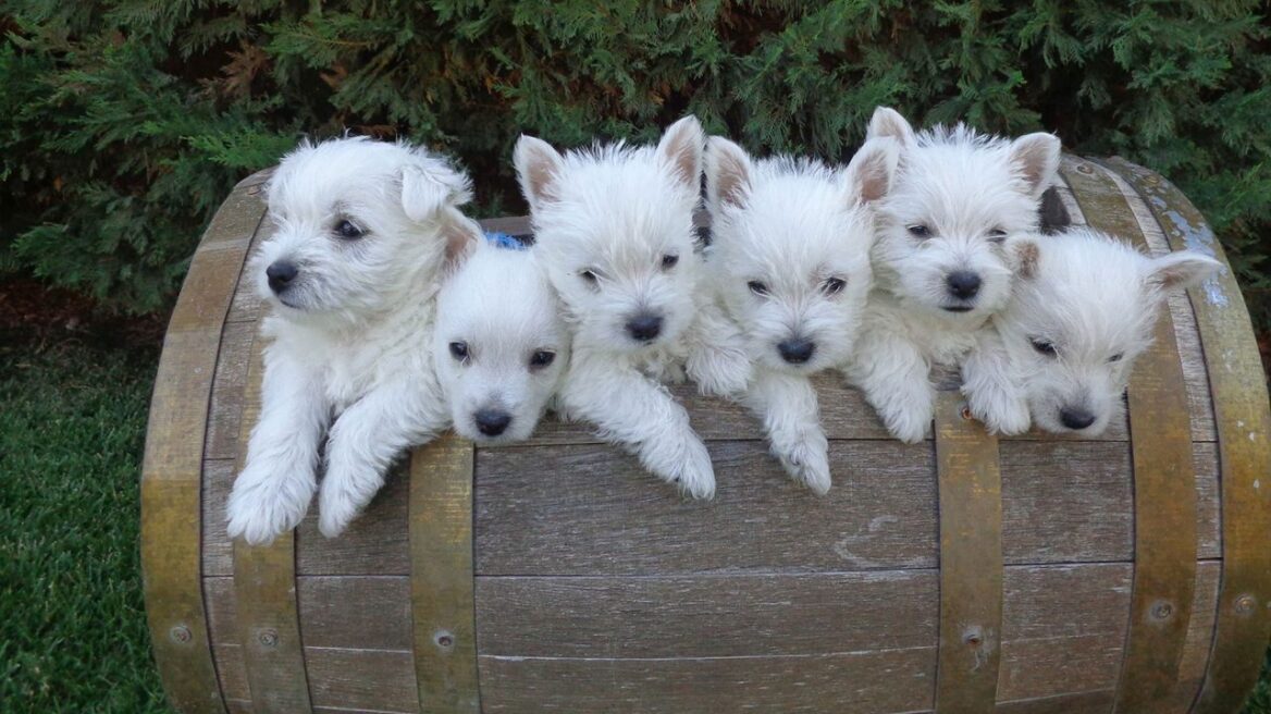 Γουέστι: Ένας μικρός «γίγαντας», ιδανικός σύντροφος για παιδιά