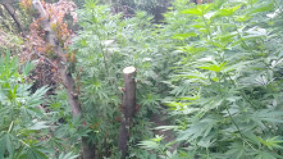 Βρήκαν μίνι χασισοφυτεία και όπλο χωρίς άδεια στη Σητεία