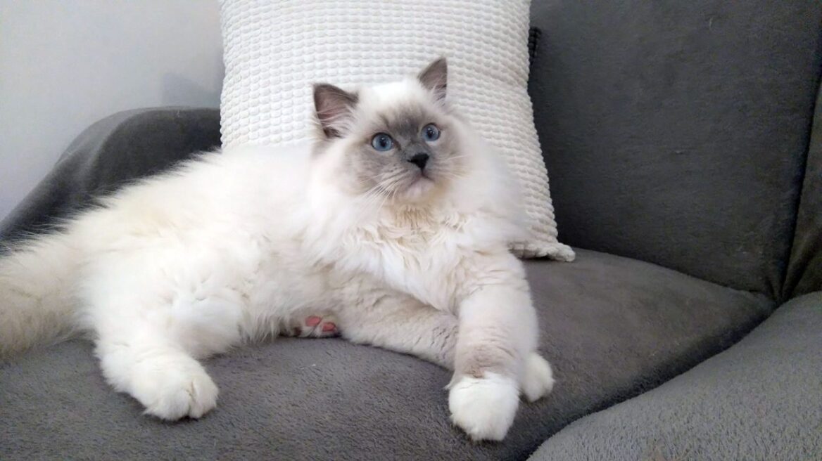 Ράγκντολ: Η γάτα με την σκυλίσια συμπεριφορά και τα μαγευτικά μάτια