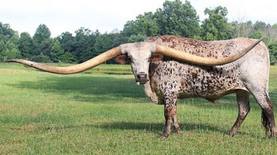 Το βόδι με τα πιο μεγάλα κέρατα στον κόσμο 