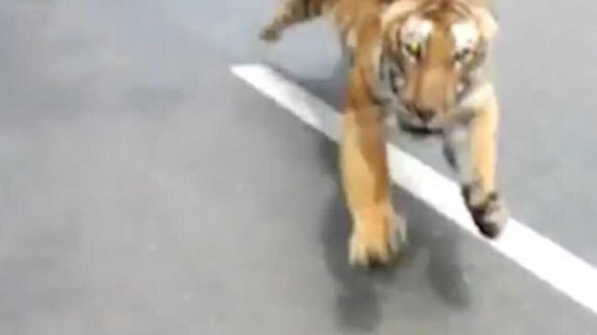 Η στιγμή που μία τίγρης κυνηγάει ένα μηχανάκι με δύο άνδρες