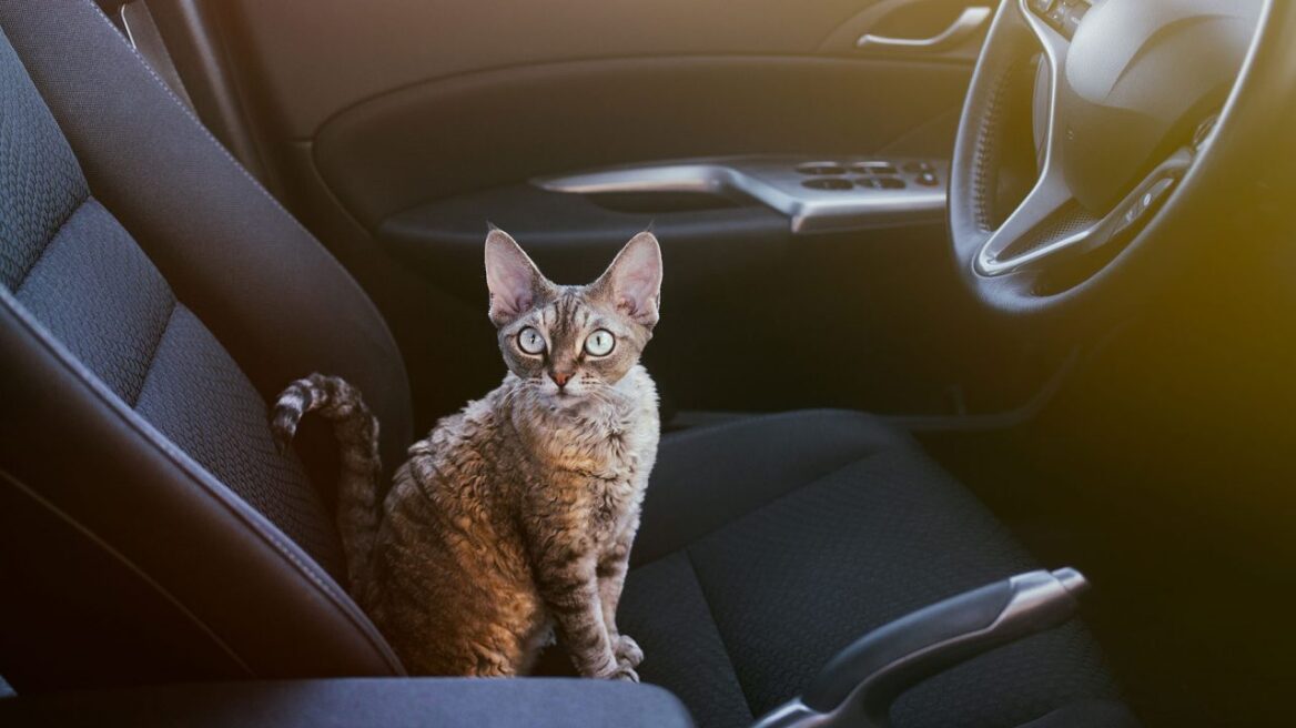 Η γάτα σας φοβάται το αυτοκίνητο; Να τι θα κάνετε για να το ξεπεράσει
