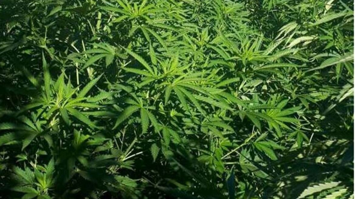 Ρέθυμνο: Ελικόπτερο της Αστυνομίας εντόπισε τέσσερις νέες χασισοφυτείες