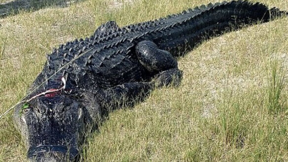 Το πόδι και το χέρι ενός άνδρας βρέθηκαν σε ένα κροκόδειλο 6 μέτρων