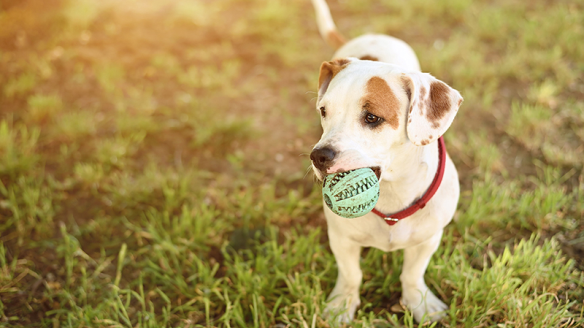 Γιατί (δεν) πρέπει να φερόμαστε στο σκυλί σαν ήταν το παιδί μας