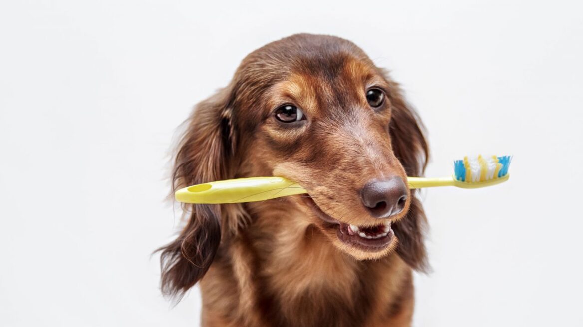 Φροντίστε τα δόντια του σκύλου και προστατεύεστε την υγεία του