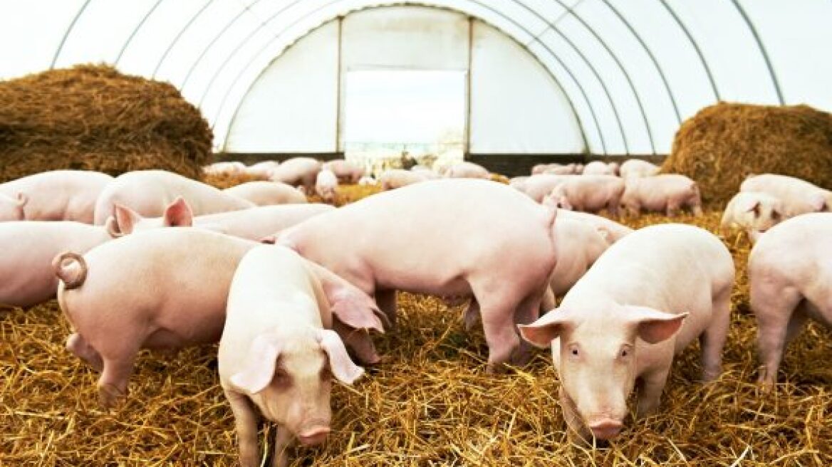 Τι φταίει και έχει ανέβει η τιμή του χοιρινού;