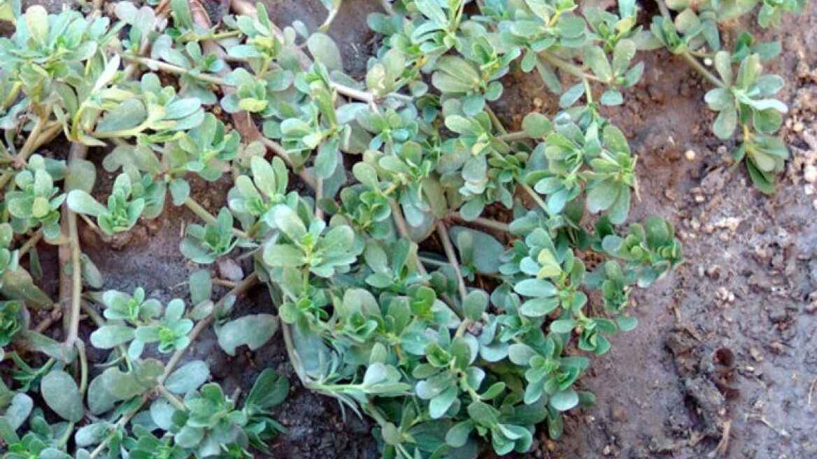 Γλιστρίδα ή αντράκλα, το χόρτο του ελληνικού καλοκαιριού