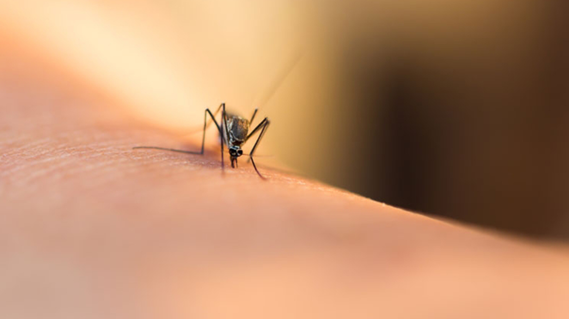 Ιός του Δυτικού Νείλου: Τα συμπτώματα που δεν πρέπει να αγνοήσετε