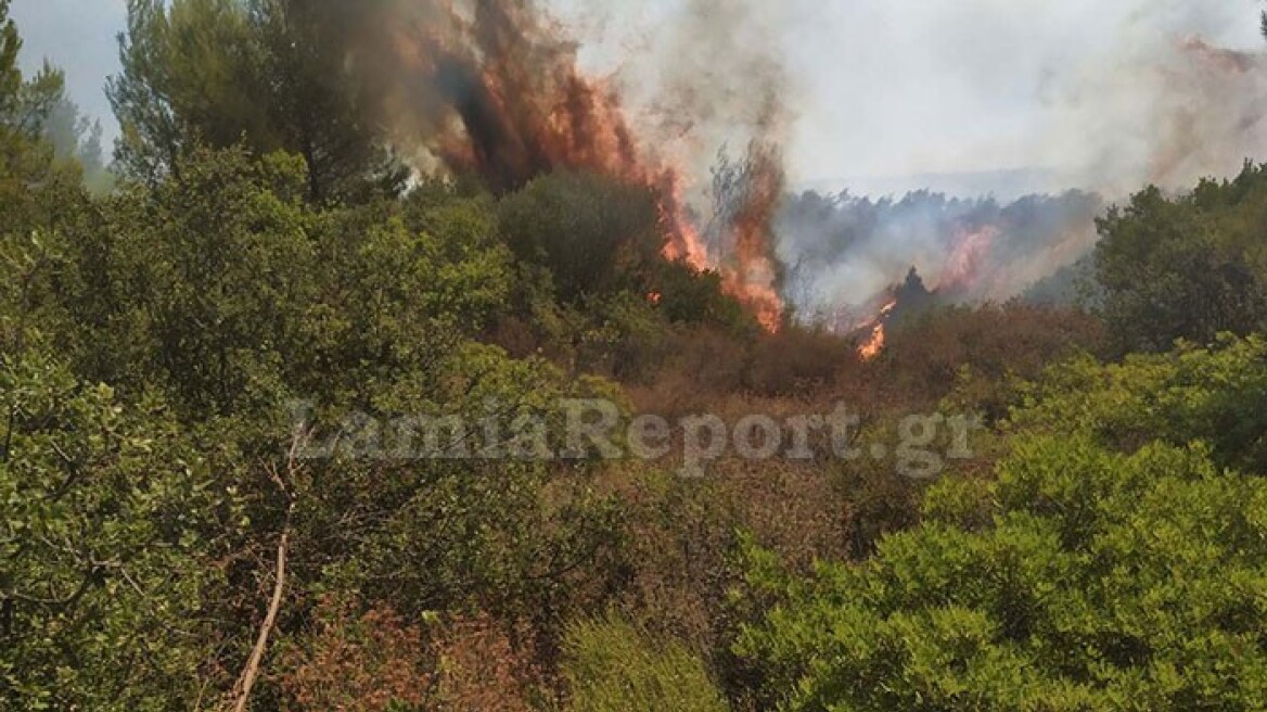 Υπό μερικό έλεγχο η φωτιά σε δάσος στο Μαρτίνο Φθιώτιδας